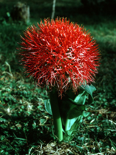 Scadoxus multiflorus image