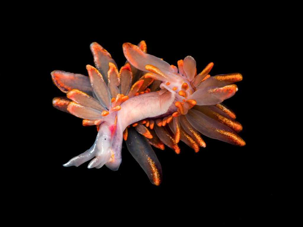 Hermaea variopicta
