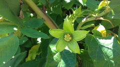 Gonolobus uniflorus