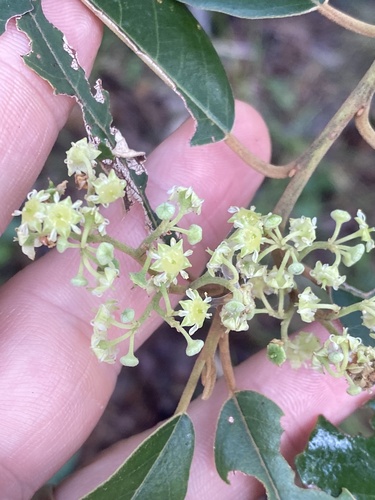 Alphitonia excelsa (Alphitonia excelsa)