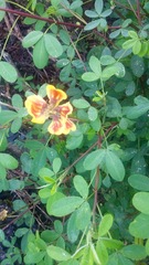 Crotalaria longirostrata