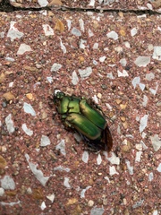 Tetramorium tsushimae