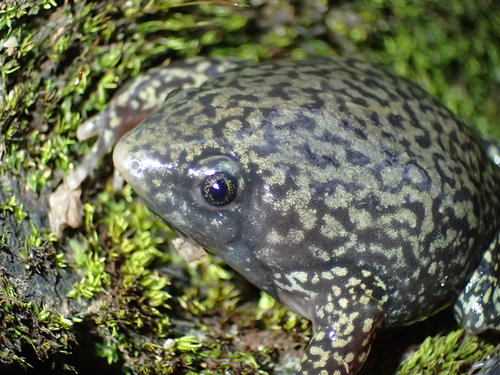 Ethiopian Snout-burrower
