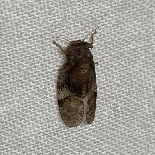 Dasypsylla brunnea, 2025-04-13