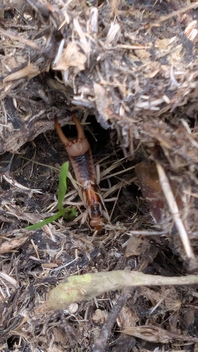 Shore Earwig