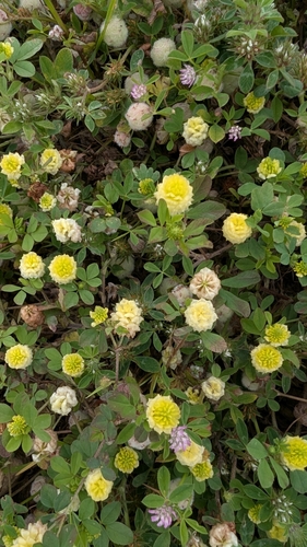 hop trefoil