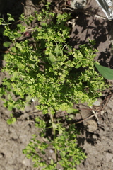 Euphorbia peplus