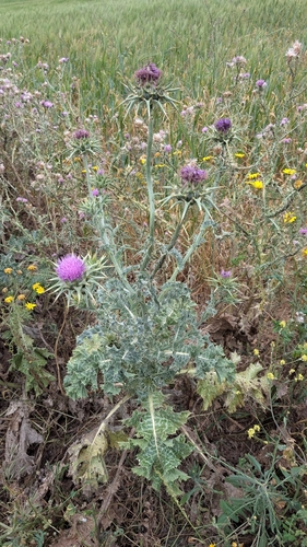 milk thistle
