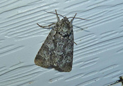 Acronicta impressa