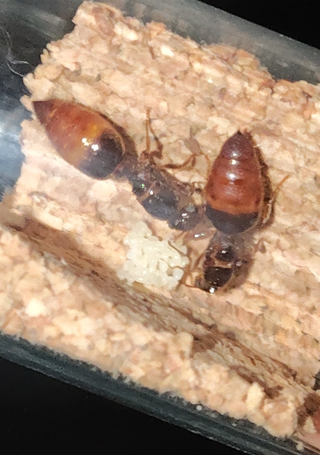 Crematogaster abstinens