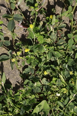 Medicago lupulina