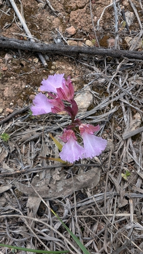 Pink-butterfly Orchid