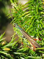 Chorthippus binotatus