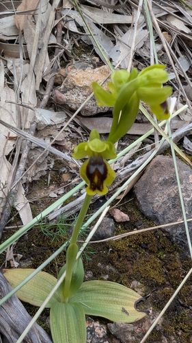 Ophrys battandieri