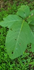 Magnolia acuminata