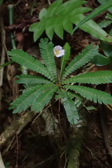 Biophytum dendroides, photograph (c) jlsnaddon, some rights reserved (CC BY)