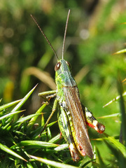 Chorthippus binotatus