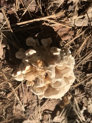 Sparassis spathulata