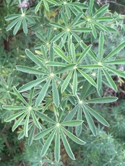 Lupinus arboreus