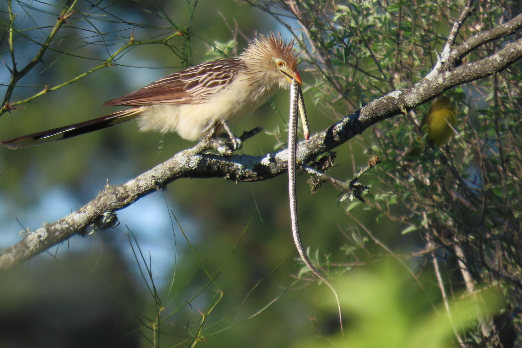 Guira Cuckoo (Guira guira)