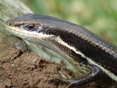 Trachylepis megalura