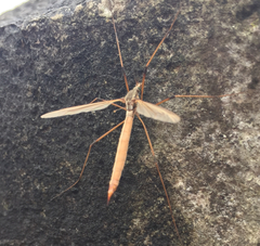 Tipula paludosa