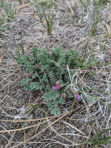 Image of Astragalus shortianus by (c) MtBotany, some rights reserved (CC BY-SA)