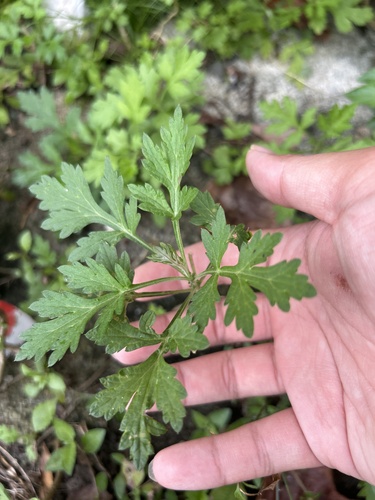 Artemisia vulgaris, 2025-04-13