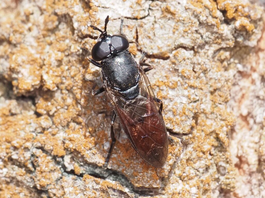 Psarus abdominalis