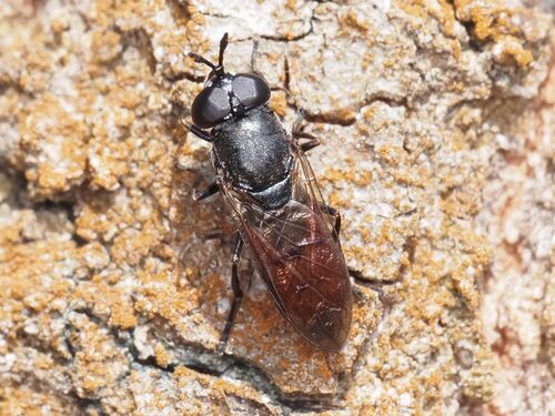 Psarus abdominalis