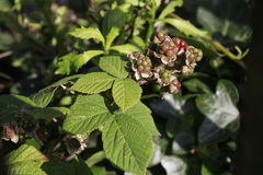 Rubus tuberculatus