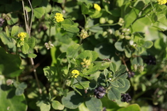 Medicago lupulina