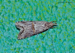 Euchromius superbellus