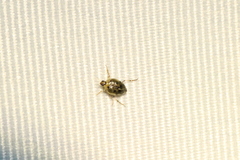 Peltodytes edentulus