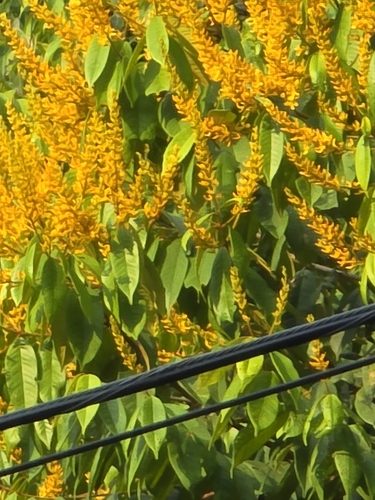 Vochysia ferruginea - Flowers