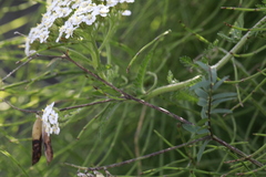 Achillea millefolium
