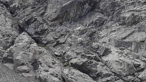 Mountain Goat photographed in Idaho