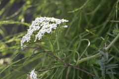Achillea millefolium