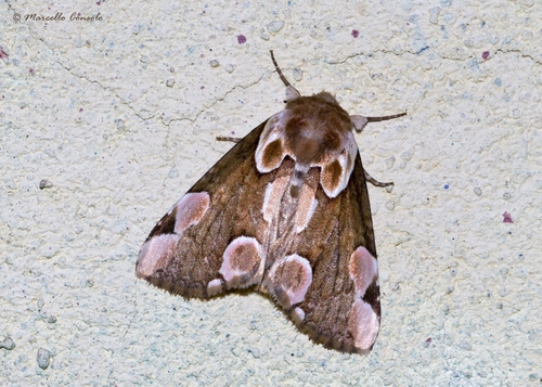Peach Blossom Moth