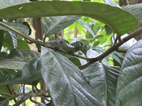 Giant Green Anole, Anolis biporcatus