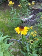 Helenium bigelovii