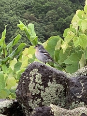 Fringilla coelebs moreletti