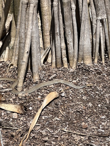 Eastern Brown Snake sighting