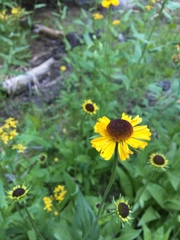 Helenium bigelovii
