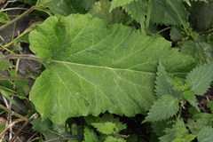 Arctium minus