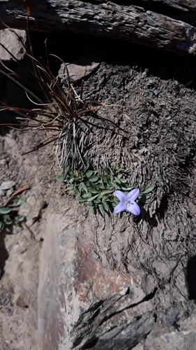 Image of Campanula scabrella by no rights reserved