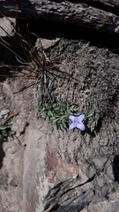 Campanula scabrella