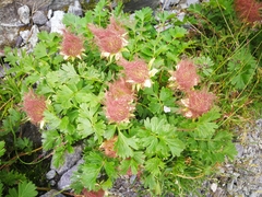 Geum reptans
