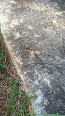 Chortophaga australior