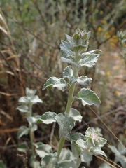 Brickellia nevinii